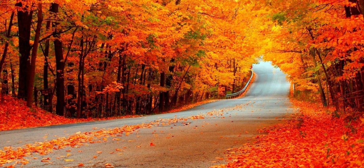 fall-scenes-orange-lined-road-trees-1swfswfoxiq8d8qt-1swfswfoxiq8d8qt